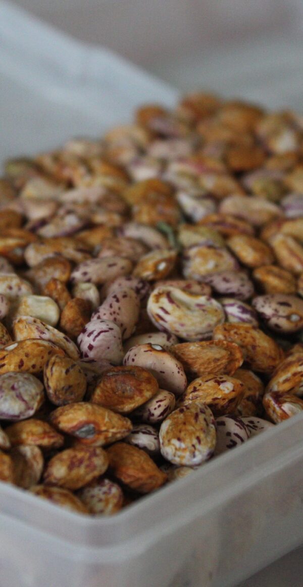 Up close photo of dried beans in a white plastic container.